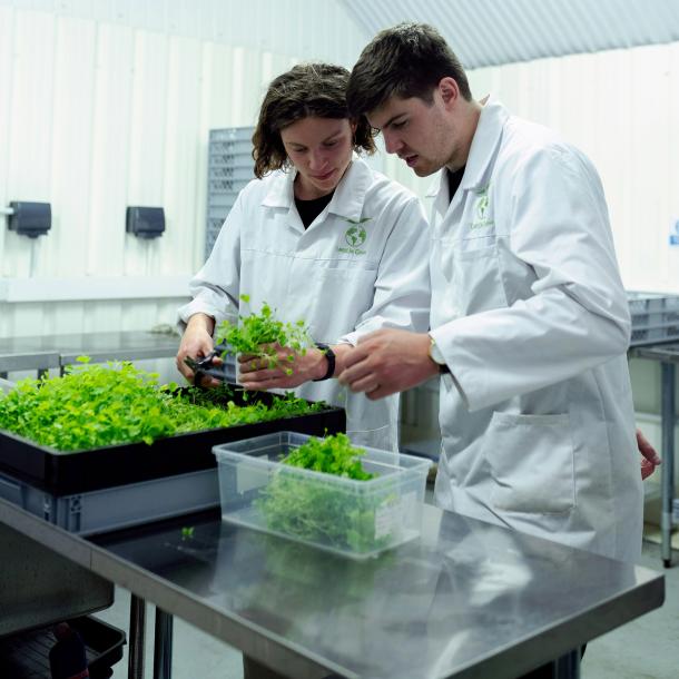 Two people in laboratory coats discuss seedlings growing in a tray.