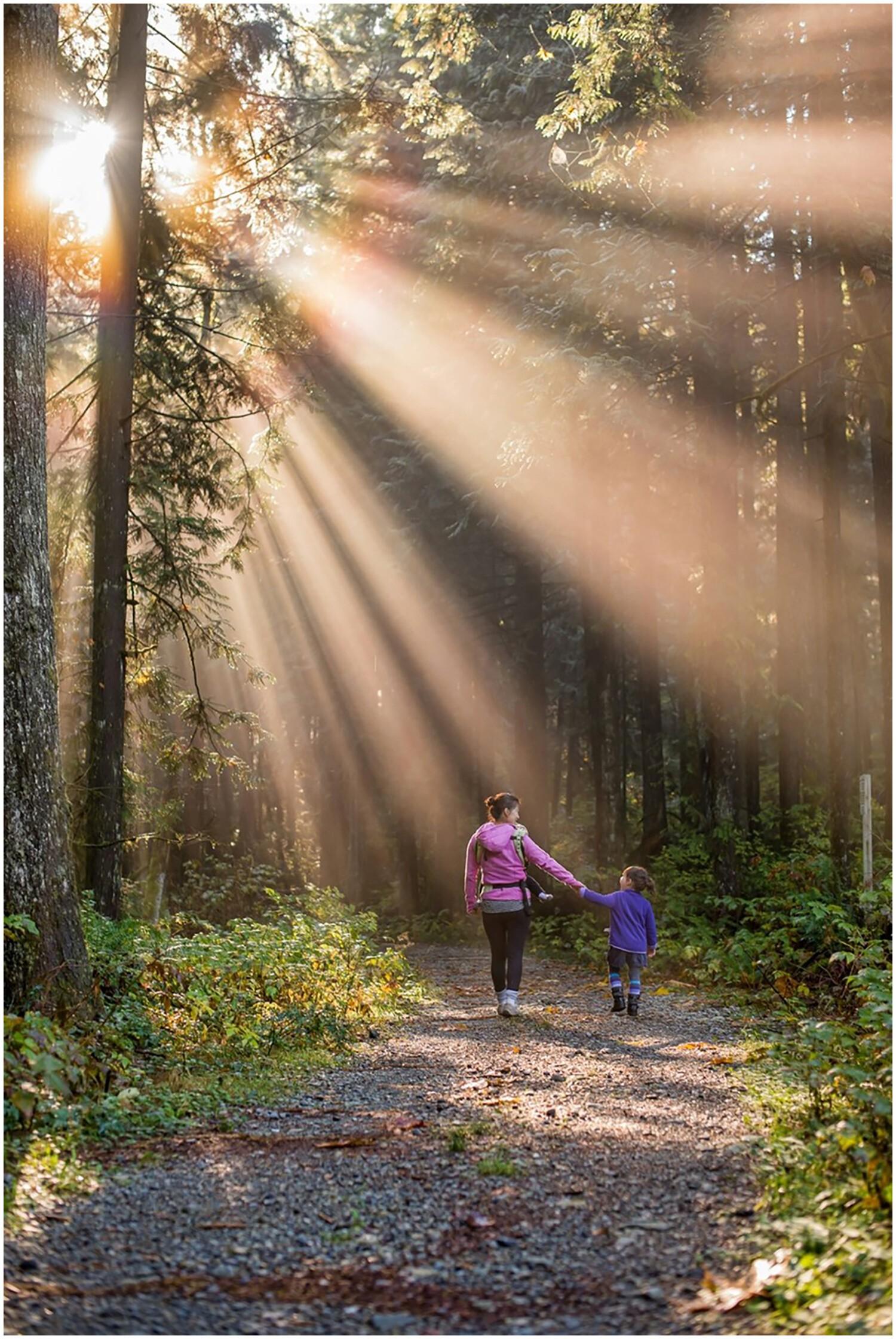 A forest with sun shining through the trees and a woman and child holding hands walking along a path in the middle.