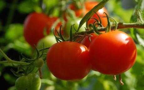 Tomatoes growing on a vine