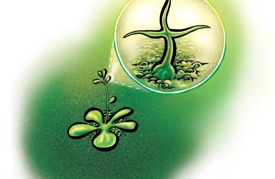 Trichrome Illus Hi Res