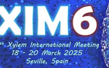 Logo of the sixth xylem international meeting. 'XIM6' superimposed on a cross section of a plant stem.