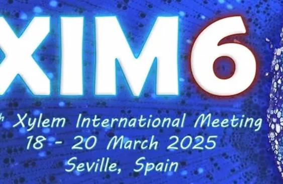 Logo of the sixth xylem international meeting. 'XIM6' superimposed on a cross section of a plant stem.